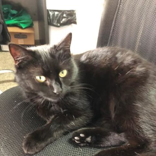 Ebony