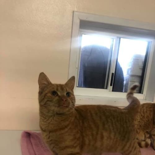 Garfield