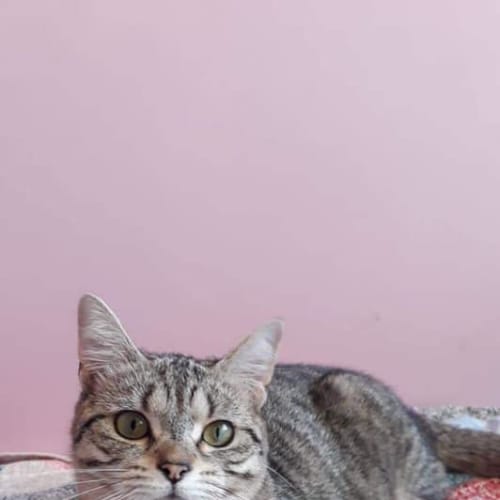 Rosie 