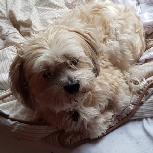 Mitzi