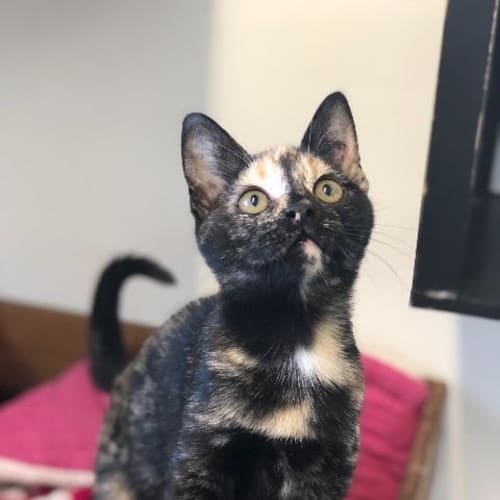 Ember