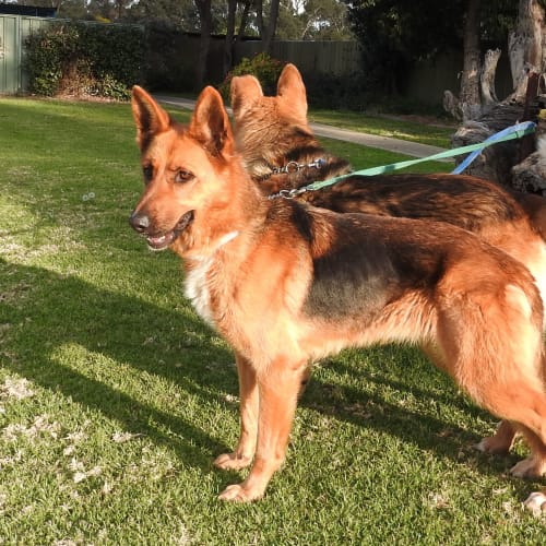Luna (Bonded with Chase)
