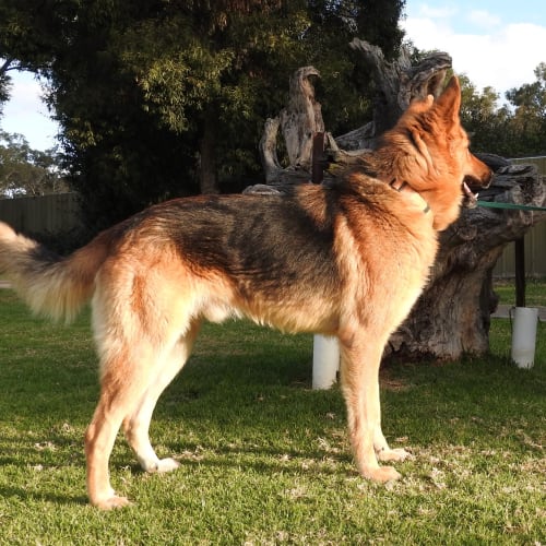 Chase (Bonded with Luna)
