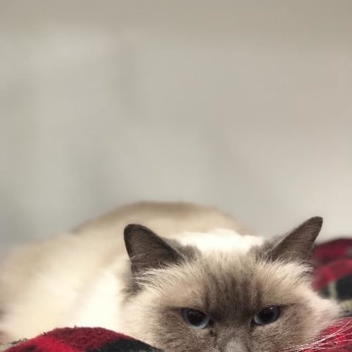 Gracie