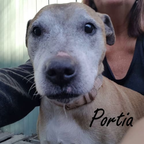 Portia