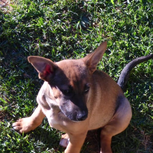 Nikita
