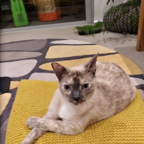 Lily