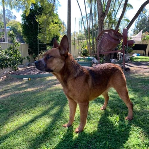 Dusty - Adoption Pending!!