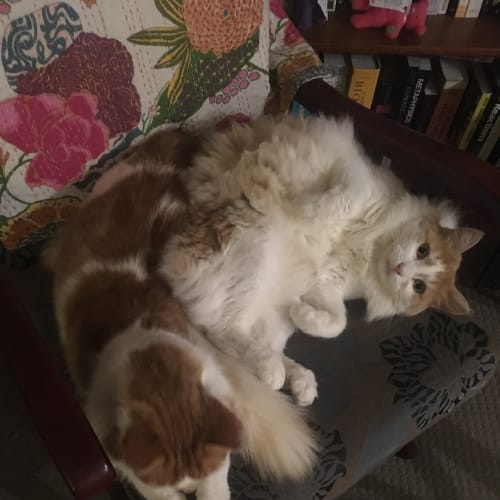 Tangerine and Mandarin *On Adoption Trial*