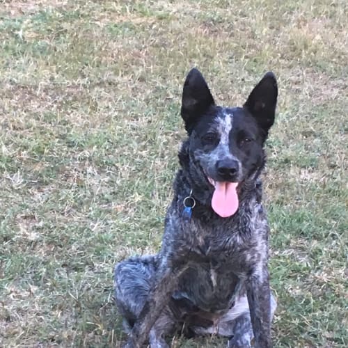 Jet