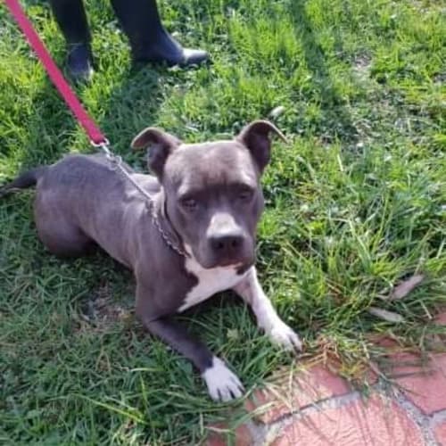 Jedda ** Pure Breed Blue Staffy **