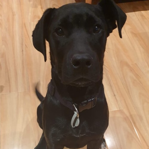 Mack  **  On Trial  **