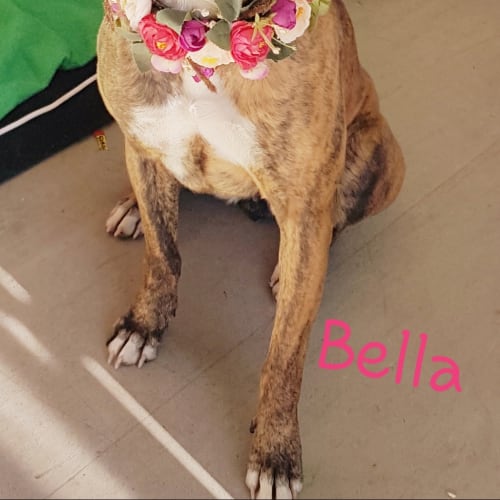 Bella (2142019)