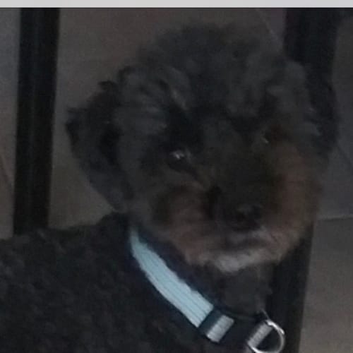 Pierre 
