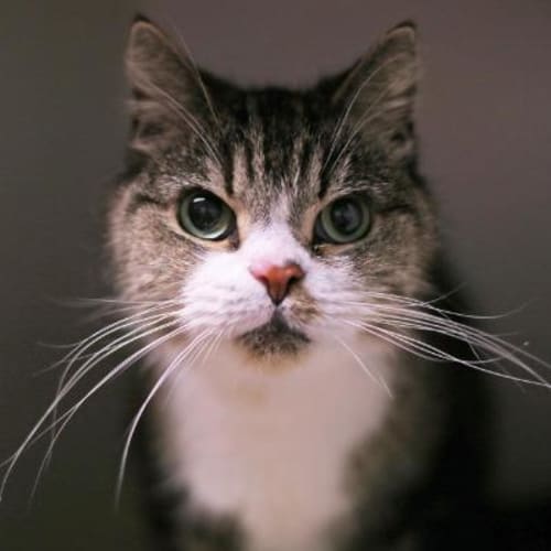 Binks -  Meet me in Cat Lounge/Neko HQ Preston