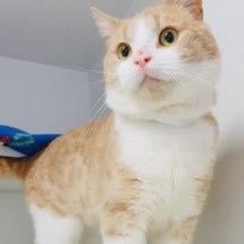Frogy -  Meet me in Cat Lounge/Neko HQ Preston