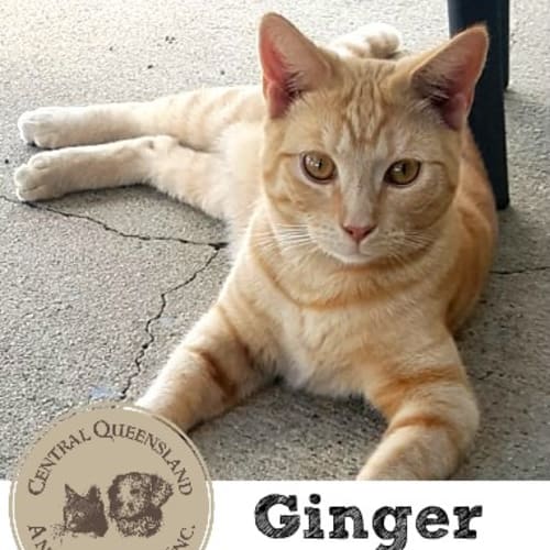 Ginger 