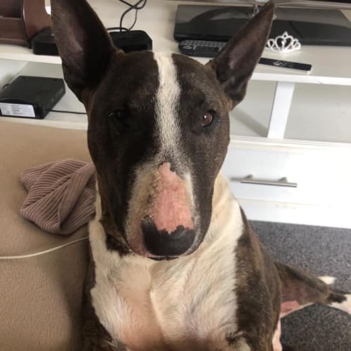 Fudge - foster carer needed