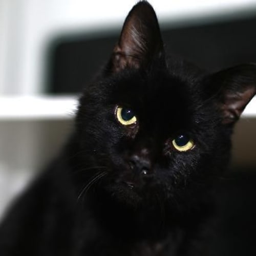 Bob -  Meet me in Cat Lounge/Neko HQ Preston