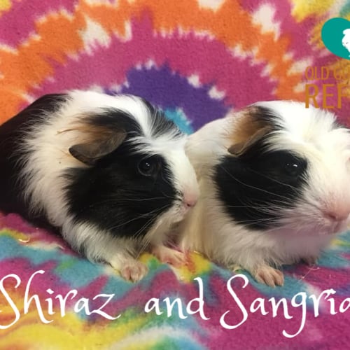 Shiraz and Sangria 