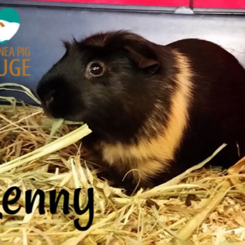 Lenny (desexed male)
