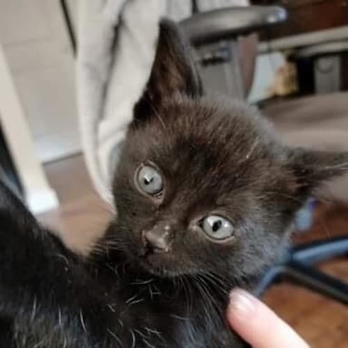 Arwen