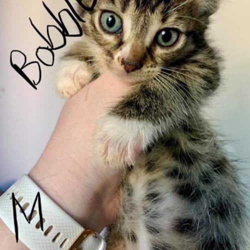 Bobble