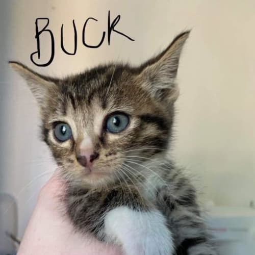 Buck