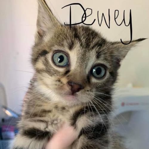 Dewey