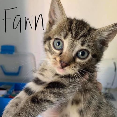 Fawn