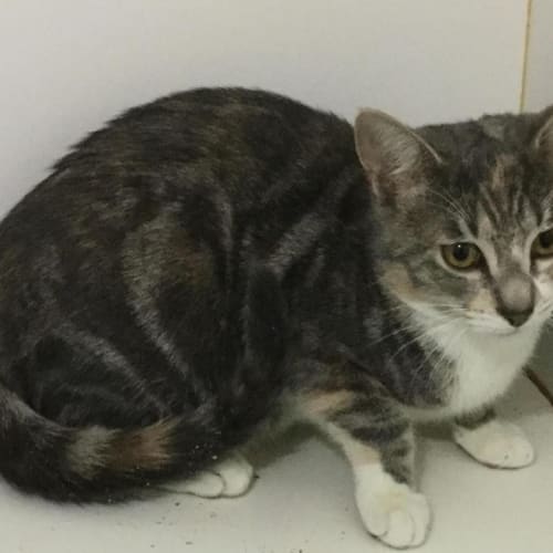 Prue **2nd Chance Cat Rescue**