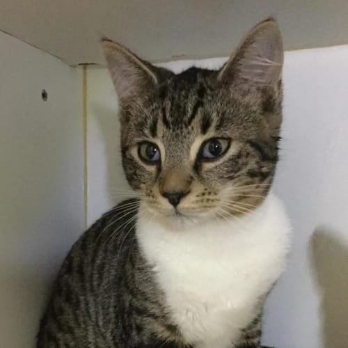 Piper **2nd Chance Cat Rescue**