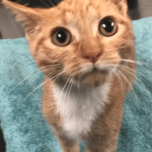 Ron