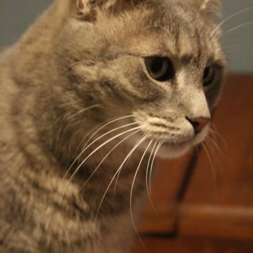 Snooky 