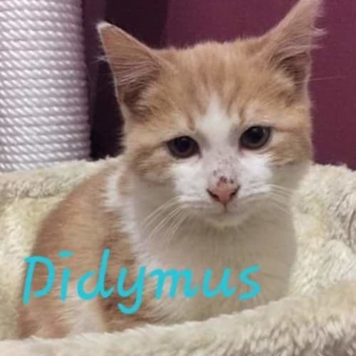 Didymus