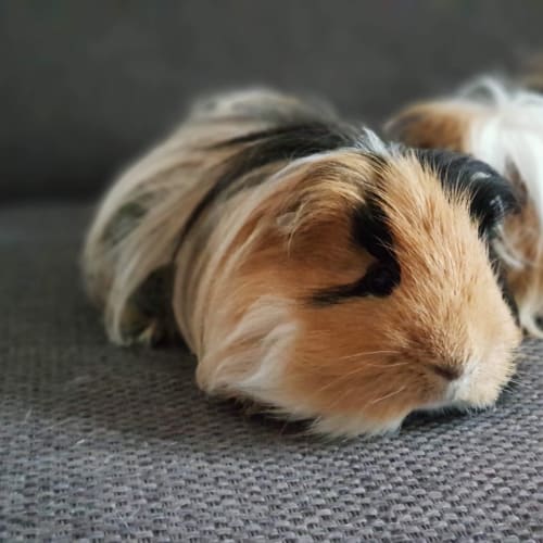 Pig and Zuzu