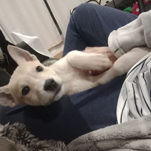 Benji