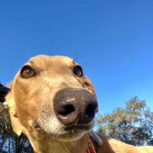 Skylar (In Foster)