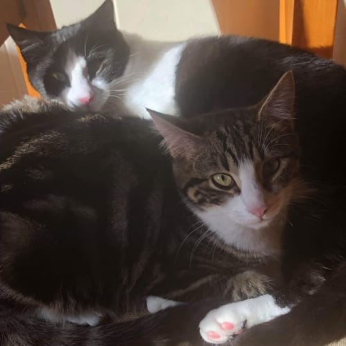 Richard & Ralph: Bonded Siblings