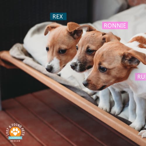 Rex