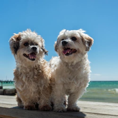 Lilly & Lulu Upton