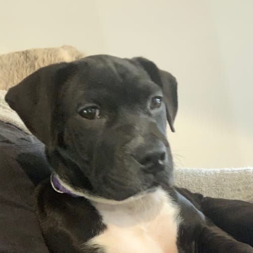 Princess Of Barkness