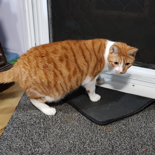 Simba
