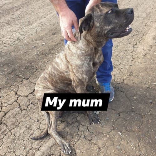 Arya