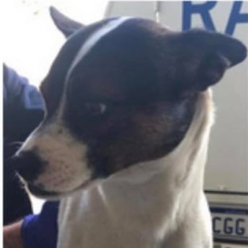 Buddy DL2231