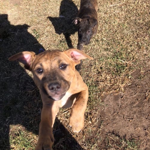 Caijen ~ 4 month old Staffy X (on trial 25/10/19)