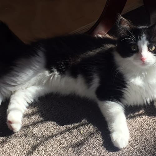Napoleon