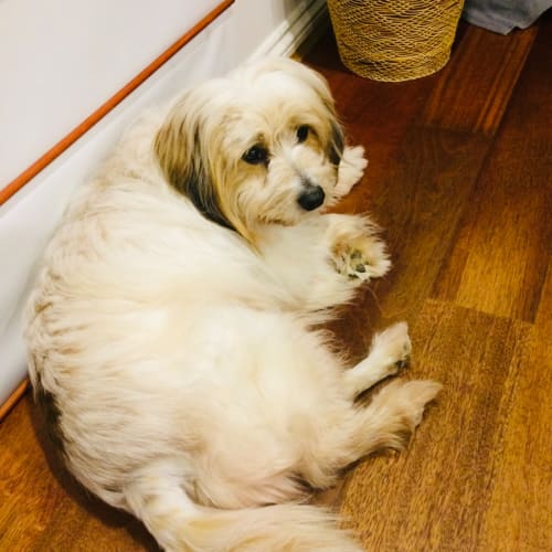 Teddy