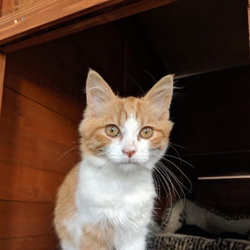 Archie