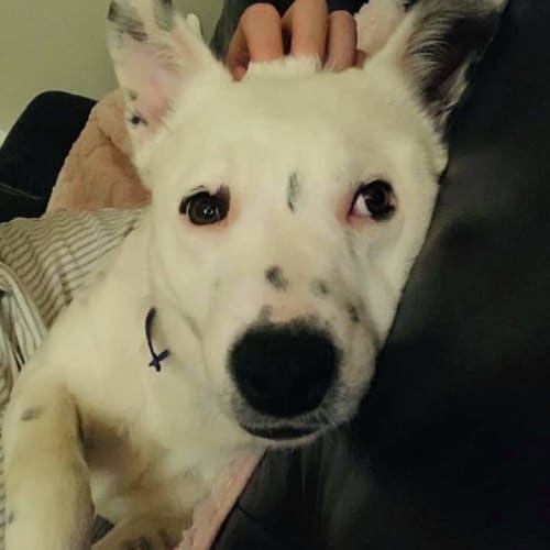 Bindi